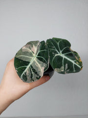 Alocasia Black Velvet Pink