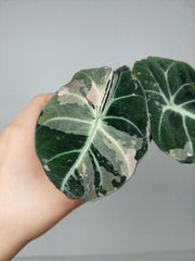 Alocasia Black Velvet Pink