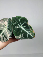 Alocasia Black Velvet Pink