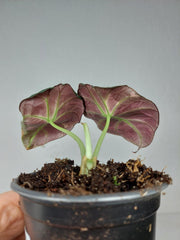 Alocasia Black Velvet Pink