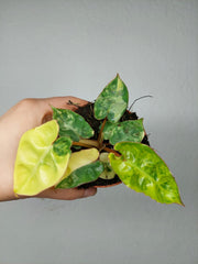 Philodendron Bilietiae Variegata (zum aussuchen)