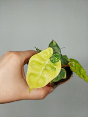 Philodendron Bilietiae Variegata (zum aussuchen)