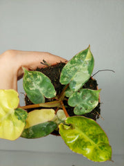Philodendron Billietiae Variegata (zum aussuchen)