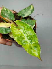 Philodendron Billietiae Variegata (zum aussuchen)