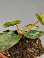 Philodendron Billietiae Variegata (zum aussuchen)