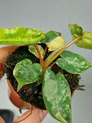 Philodendron Billietiae Variegata (zum aussuchen)