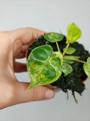 Philodendron Billietiae Variegata (zum aussuchen)