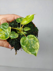 Philodendron Billietiae Variegata (zum aussuchen)