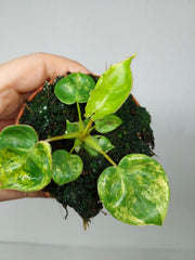 Philodendron Billietiae Variegata (zum aussuchen)