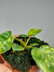 Philodendron Billietiae Variegata (zum aussuchen)