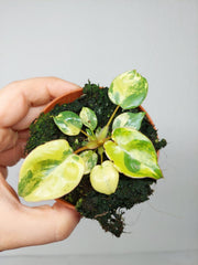 Philodendron Billietiae Variegata (zum aussuchen)