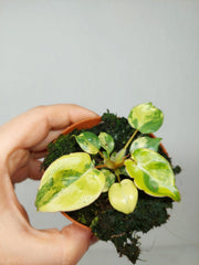 Philodendron Billietiae Variegata (zum aussuchen)