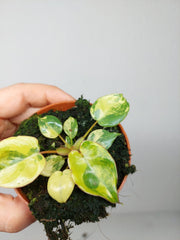 Philodendron Billietiae Variegata (zum aussuchen)