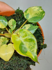 Philodendron Billietiae Variegata (zum aussuchen)