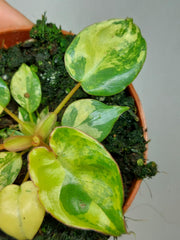 Philodendron Billietiae Variegata (zum aussuchen)