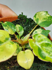 Philodendron Billietiae Variegata (zum aussuchen)