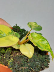 Philodendron Billietiae Variegata (zum aussuchen)