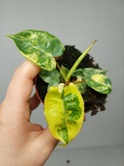 Philodendron Billietiae Variegata (zum aussuchen)