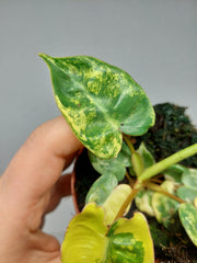Philodendron Billietiae Variegata (zum aussuchen)