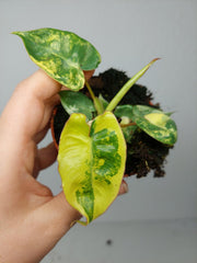 Philodendron Billietiae Variegata (zum aussuchen)