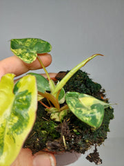 Philodendron Billietiae Variegata (zum aussuchen)
