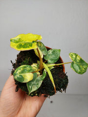 Philodendron Billietiae Variegata (zum aussuchen)
