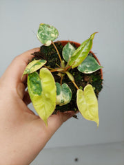 Philodendron Billietiae Variegata (zum aussuchen)