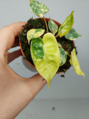 Philodendron Billietiae Variegata (zum aussuchen)