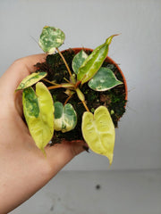 Philodendron Billietiae Variegata (zum aussuchen)