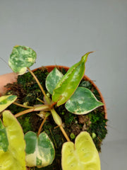 Philodendron Billietiae Variegata (zum aussuchen)