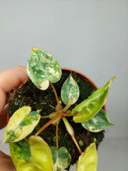 Philodendron Billietiae Variegata (zum aussuchen)
