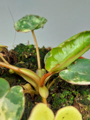 Philodendron Billietiae Variegata (zum aussuchen)