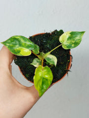 Philodendron Billietiae Variegata (zum aussuchen)