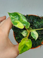 Philodendron Billietiae Variegata (zum aussuchen)