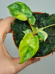 Philodendron Billietiae Variegata (zum aussuchen)
