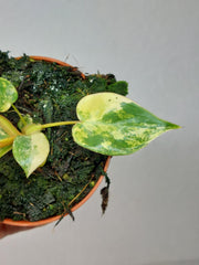 Philodendron Billietiae Variegata (zum aussuchen)