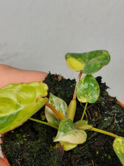 Philodendron Billietiae Variegata (zum aussuchen)