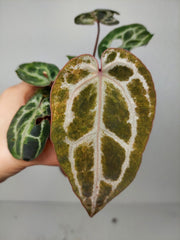Anthurium Red Crystallinum Variegata