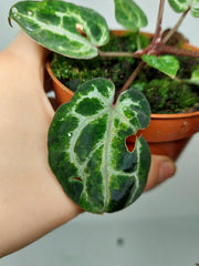 Anthurium Red Crystallinum Variegata
