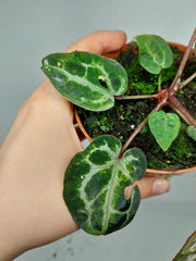 Anthurium Red Crystallinum Variegata