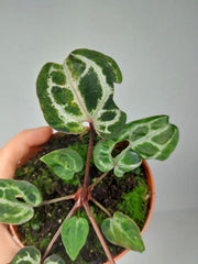 Anthurium Red Crystallinum Variegata