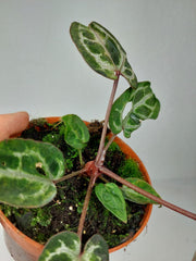Anthurium Red Crystallinum Variegata