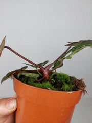 Anthurium Red Crystallinum Variegata