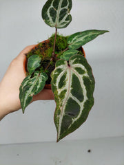 Anthurium Red Crystallinum Variegata