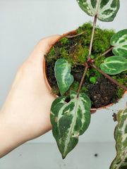 Anthurium Red Crystallinum Variegata