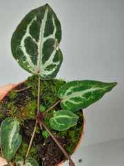 Anthurium Red Crystallinum Variegata