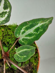 Anthurium Red Crystallinum Variegata