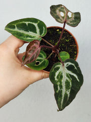 Anthurium Red Crystallinum Variegata