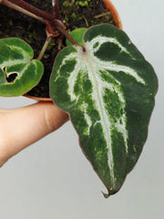 Anthurium Red Crystallinum Variegata