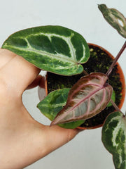 Anthurium Red Crystallinum Variegata